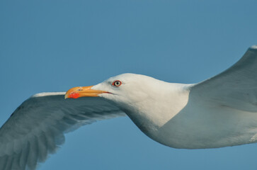 Obraz premium seagull close up macro eyes flying