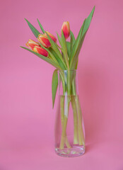 pink tulips in glass vase