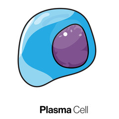 Plasma Cell Biology, Detailed Vector Illustration of Immune System's Antibody Factory, Immunology Education and Research Concept on White Background for Medical Designs.