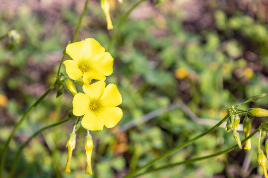A Oxalis pes-caprae flower know as African wood-sorrel, Bermuda buttercup, Bermuda sorrel, buttercup oxalis, Cape sorrel, English weed, goat's-foot, sourgrass, soursob or soursop