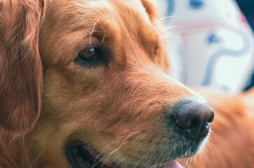 dog puppy close up labrador 