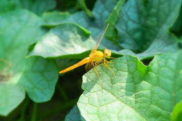 Dragonfly on green plant leaf in garden, insect wildlife animal close up nature flora wallpaper picture