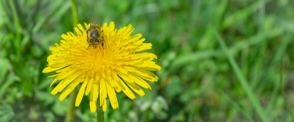 Floral natural background. Dandelion flower (Taraxacum officinale) with a bee. Yellow flower illuminated by the sun on the green background out of focus.