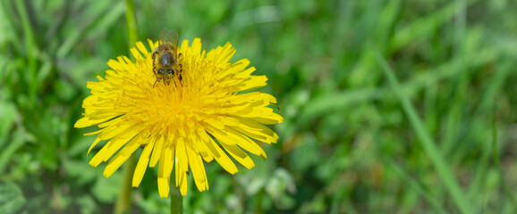 Floral natural background. Dandelion flower (Taraxacum officinale) with a bee. Yellow flower...