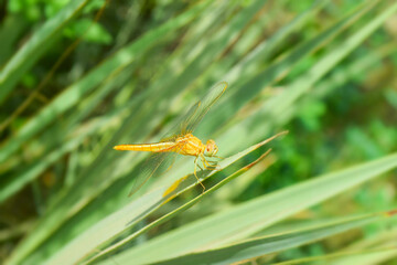Dragonfly on green plant leaf in garden, insect wildlife animal close up nature flora wallpaper picture