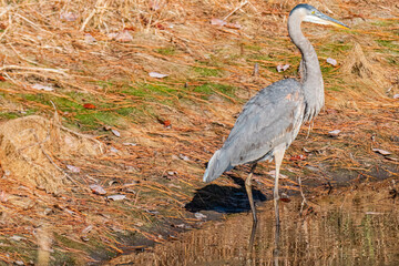 Great Blue Heron