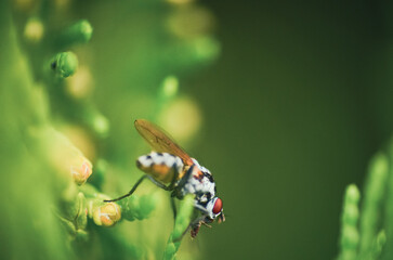 flowers incects close up macro fly 