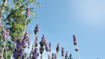 Lavender flowers garden with a blue sky background.