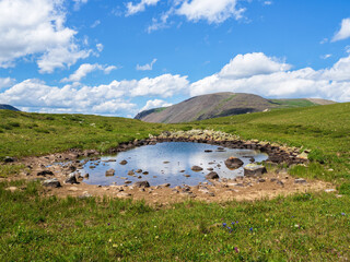 Fototapeta na wymiar Drying puddle, a watering hole for animals in the alpine green highlands.