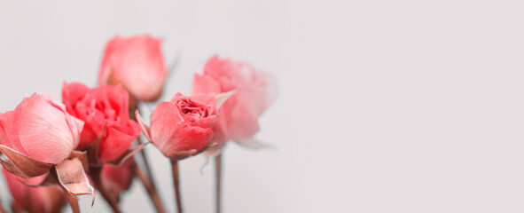 Soft focus blur rose flower bouquet. Fog smoke nature horizontal copy space background.