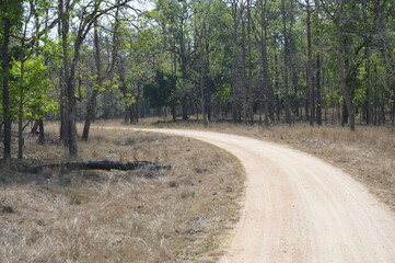 road in the forest