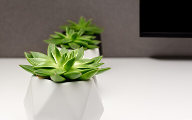 Young green succulent plants in pots in office interior, blurred background.Selective focus.