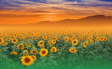 Beautiful Sunflower Field at Sunset.Landscape From a Sunflower Farm.Agricultural Landscape.Sunflowers Field Landscape.Orange Nature Background.Field of Blooming Sunflowers on a Background Sunset.