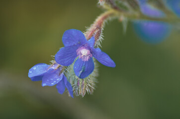 flowers garden close up colors blue red rose green 