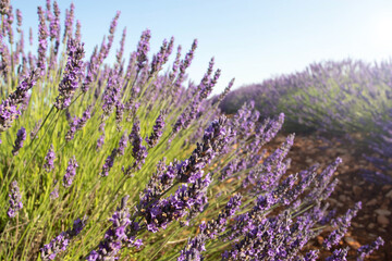 Fototapeta premium Lavender field at the sunset. Blurred sunny background.
