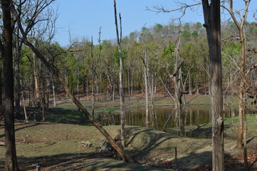 TREES IN WATER