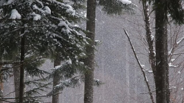 Beautiful Snowfall In Forest At Winter Frosty Day. Scenic view of spruce forest and snow falling in the background. Snow falling in slow motion, flakes swirling and drifting against a backdrop.