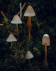 Fototapeta premium mushrooms in the forest