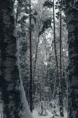 Obraz premium forest in winter