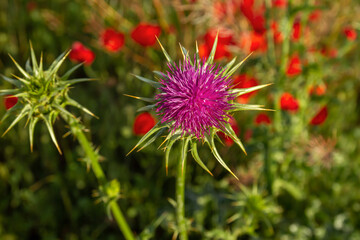 Marian thistle purple flower