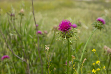Marian thistle purple flower - Powered by Adobe