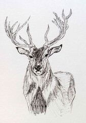 deer liner drawing
