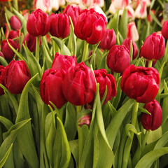 Burgundy tulips with fresh green leaves in soft lighting on a blurry background. Dutch tulips bloom in the greenhouse in spring.