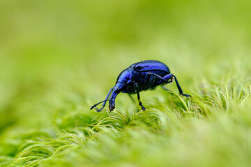 Blue bug on grass