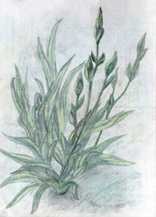 pencil illustration of plants and flowers