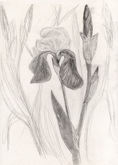 pencil illustration of plants and flowers