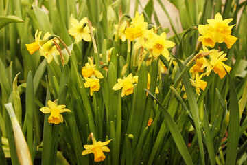 Lovely field with bright yellow and orange daffodils (Narcissus). Shallow dof and natural light.
