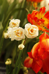 Spring flowers Beauty cannot be expressed in words, flowers of white mini daffodils grow in a pot, bulbous flowers