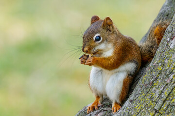 Beautiful American red squirrel eating sunflower seed on a park tree.
