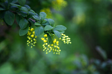 Common barberry (Berberis vulgaris) or European barberry, flowering barberry bush close up. the background is blurred, which makes the flowers of the barberry stand out even more. postcard