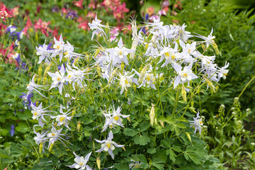 Bouquet of white columbine flowers is on a green leaves background