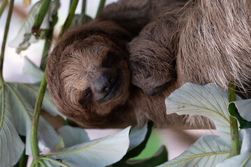 Sloth (folivora) mother with baby.