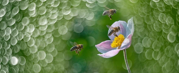Foto op Aluminium The panoramic view the garden flower and bees © Vera Kuttelvaserova