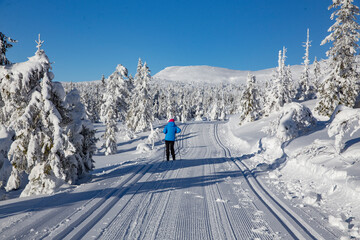 Winter landscape with snow and blue sky in Trysil municipality, Hedmark county,Norway,scandinavia,Europe	