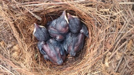 NEWLY BORN BIRDS