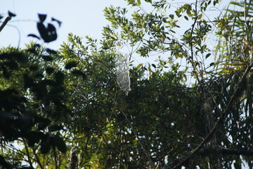 cobweb dew