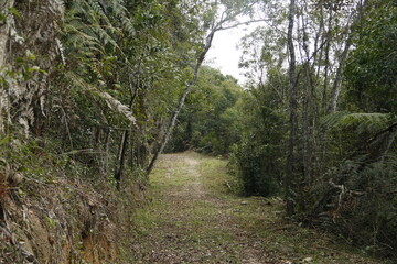 path in the woods