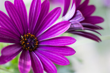 close up of pink daisy