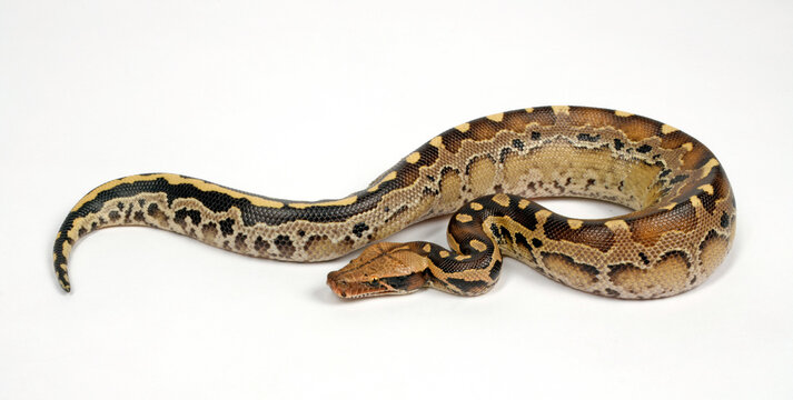 Borneo python, Borneo short-tailed python // Borneo-Kurzschwanzpython (Python breitensteini)