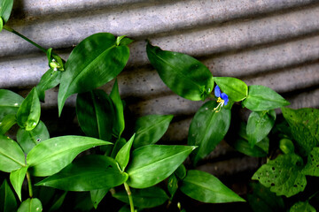 Blue flowers beside corrugated metal