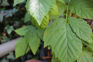 Grüne Blätter nach Regen. Die Sonne scheint, hellgrüne Blätter mit Regentropfen. Regentropfen glänzen auf dem Blatt. Tautropfen rollen auf der glatten, grünen Oberfläche. Der Tau Tropfen.