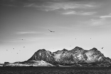 sea eagle in flight hunting prey in northern Norway
