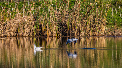 Walking in the city park and looking animals and plant