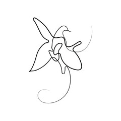single-line art of Khari Bulbul flower, vector Ophrys caucasica illustration