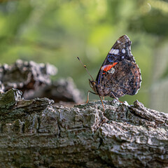 Obraz premium Tarnung; Schmetterling; Admiral; Erstellt Sommer 2021 