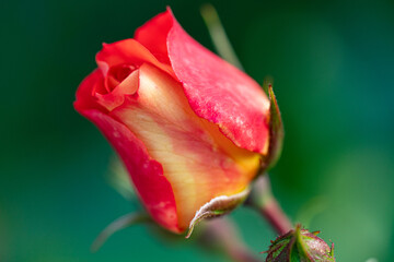 Close Rose